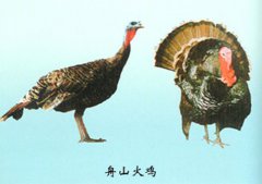 ʥ⣺ɽʥ