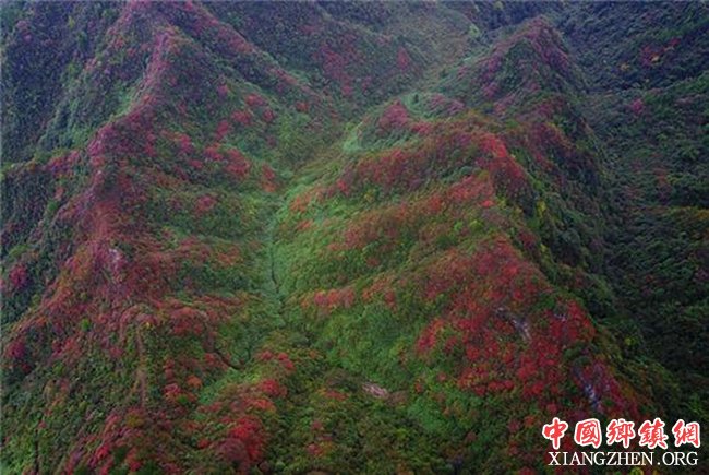 ���죺��ɽ��� ������Ҷ���������