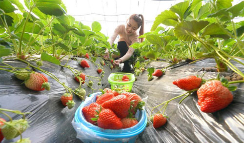 �ӱ���ɽ�������������������