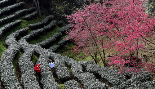 ��ɽ��԰����ӣ