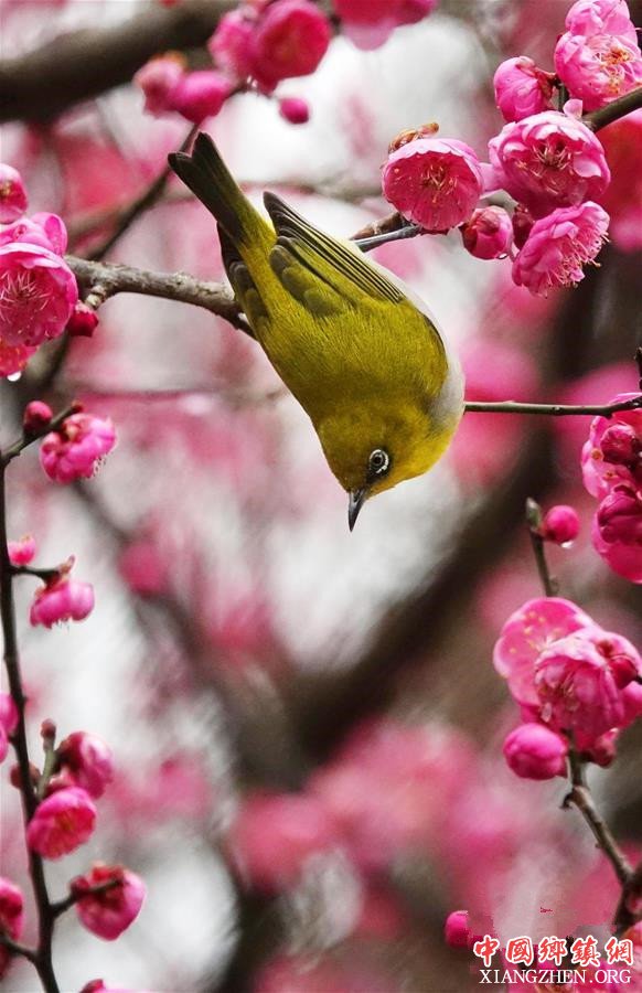 ÷���� ������