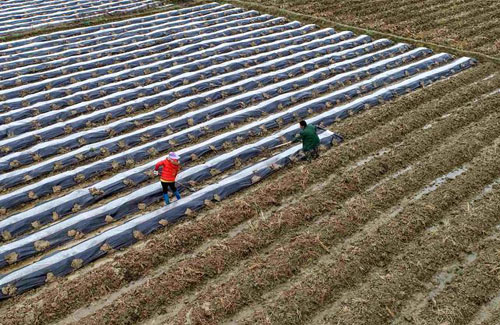 ��ˮ�� ����æ