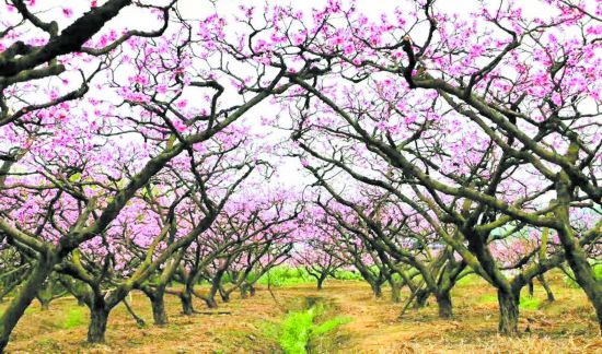 ����ǧ�������� �ɶ�����̤��������