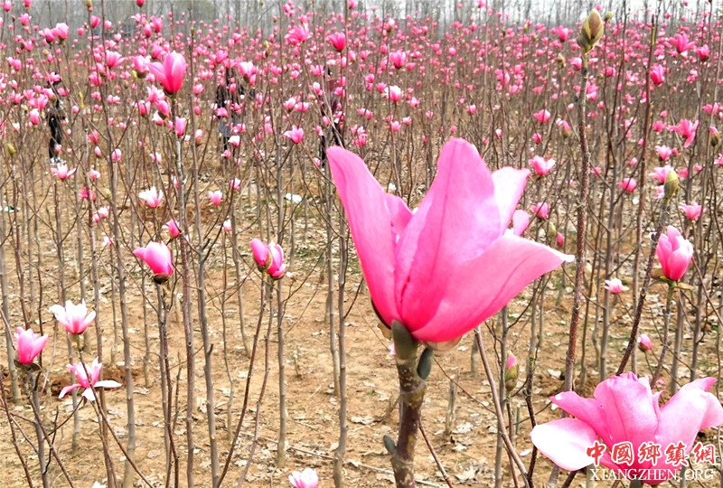 ɽ��۰�ǣ�����ɫ�������� ����һ��������