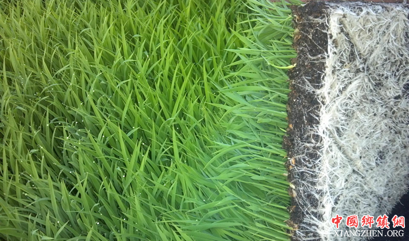 �Ĵ��н��أ��ƹ�ˮ����������̺״�������ڻ���