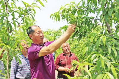 �ӱ�ʡ�����ش����ִ���ɫũҵ����