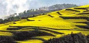 �����ں�: �á�ʫ��Զ����������