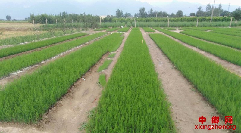 ����«������æ