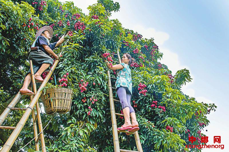 �Ĵ��Ͻ�����չ��ɫũҵ �����������