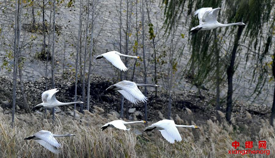 ���ϣ��ƺ�֮����ɫ��