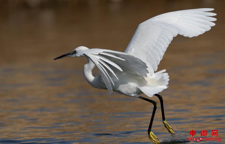 ���ص��赸