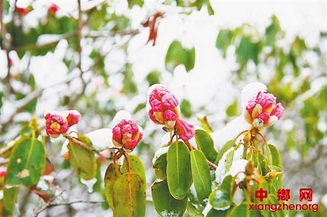 ��Ϫ��ذ� ѩӳ�ž���