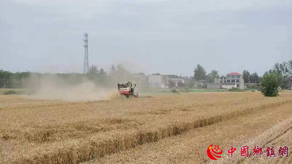安徽阜阳：枣庄镇7万多亩小麦抢收进度快