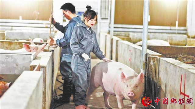 重庆00后女大学生袁滨回村养猪 短视频分享“养猪经” 引来订单和投资
