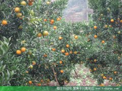 30�� �Ĵ��������������������������ƻ�