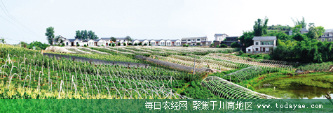 <a  data-cke-saved-href=http://www.luzhouol.cn href=http://www.luzhouol.cn target=_blank class=infotextkey></a>ɽ߲˻.jpg
