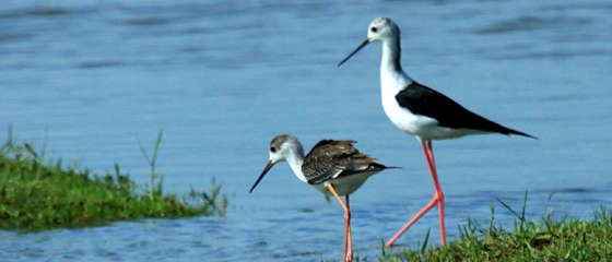 63种水鸟来四川越冬 含国家一级保护鸟类