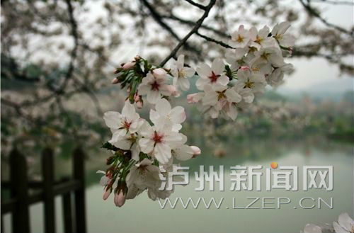 U7398P704DT20150409115255