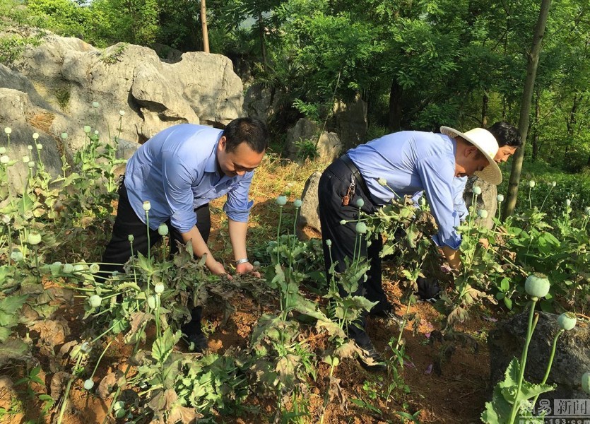 湖南娄底:村民非法种植罂粟2300株被拘留