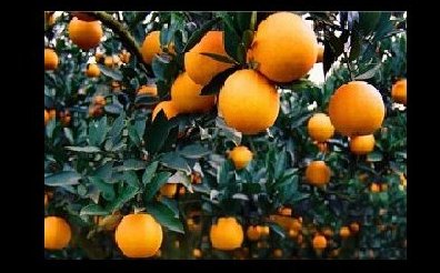 ڸٲҵ