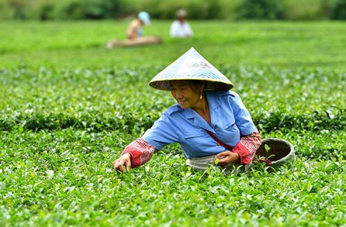 湖北恩施:立秋时节采秋茶