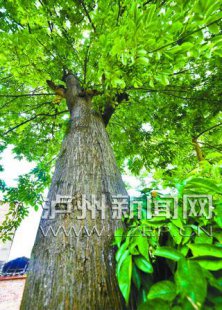 <b>200춹 ɴ׳˺ϱ(ͼ)</b>