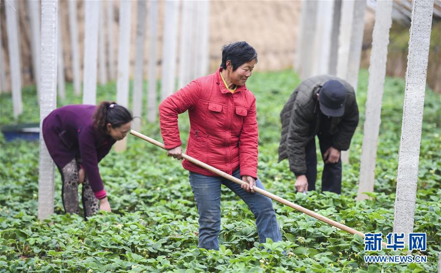 致富农民的心理_致富农民来谢恩_农民致富经