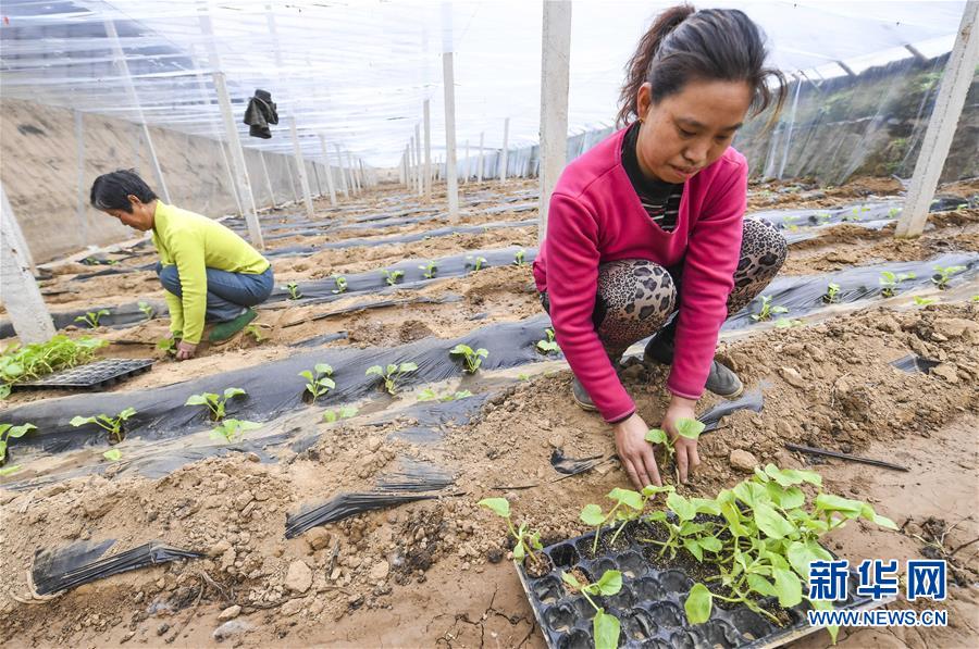 致富农民来谢恩_农民致富经_致富农民的心理