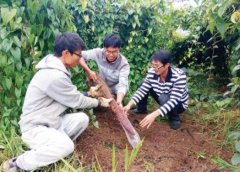 贵州:福泉市三白领“组团”返乡种精品水果 带动百姓