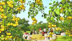 河南:宁陵 发展现代农业 奏响增收富民乐章