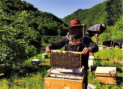 陕西:宁陕县小蜜蜂舞动幸福生活 中蜂产业搭起小山村致富路