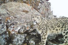 �Ĵ�����ѩ������������26ֻ