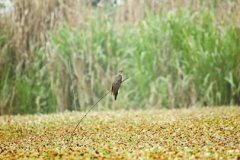 �Ĵ�Ұ���� ���ƴ��ֵС��������