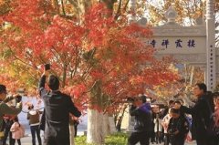 ˫���գ�7����ȥ�Ͼ�����ϼɽ�ͺ�Ҷ