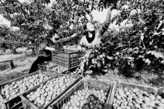 �������ս�ԣ�ũ�巢չ����ͼ