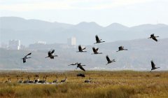 ���ݲݺ�½��ӭ��Խ������