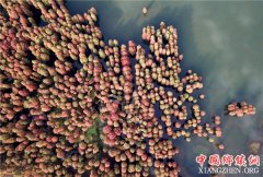 �㽭��Ҧ��ɼ���ƻ���δ��