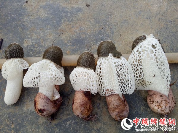 竹荪。张玉玲 摄