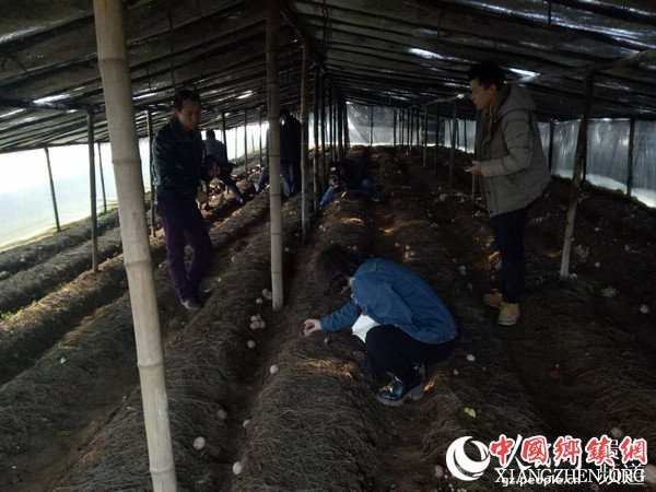 竹荪种植棚内。张玉玲 摄