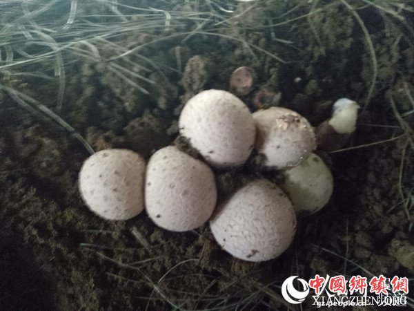 萌生的竹荪蛋。张玉玲 摄