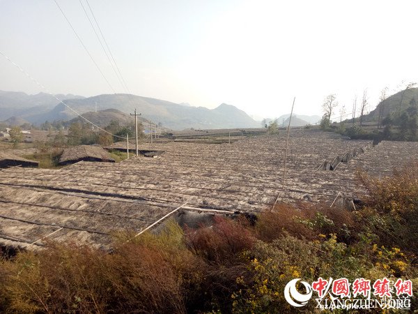 竹荪种植基地。张玉玲 摄