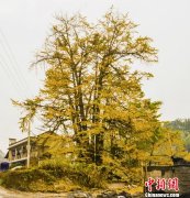 ������ɽǧ���������������ƽ��