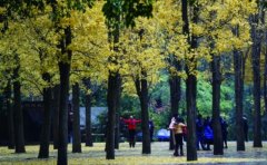 ���չ��� ��������