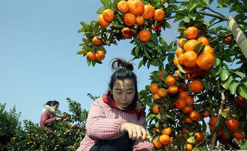 广西桂林:沙糖桔丰收上市