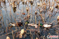 ����:����ҰѼ�ε� �ο�פ�����