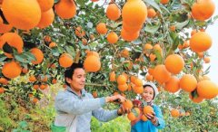 ����ʡ�Ž��ش�����չ������Ȳ�ҵ