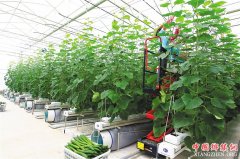 ���ϴ��조�����ںϡ���ҵ̬ ��ʵ�ƶ�ũҵũ���ִ���