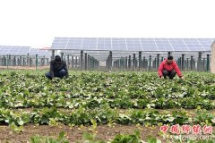 ���պ��ţ��ӿ�ũҵ�Ƽ�ʾ�����ؽ���