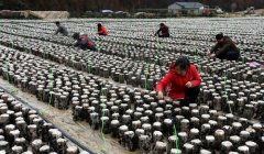 �������ũ��æ