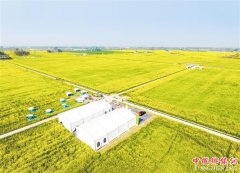 ���ڸ��� �ջ񡰻ƽ�